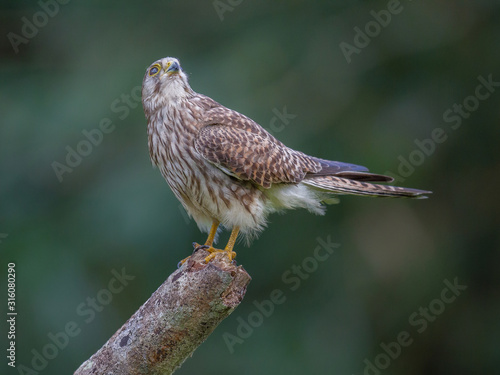 Common kestrel male(Falco tinnunculus) on tree branch in the forest,Thailand