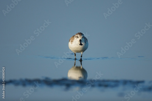 Spoon-billed Sandpiper and shorebirds at the Inner Gulf of Thailand.Very rare and critically endangered species of the world,walking and foraging in water with morning light photo