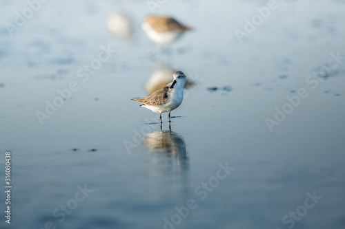 Spoon-billed Sandpiper and shorebirds at the Inner Gulf of Thailand.Very rare and critically endangered species of the world,walking and foraging in water with morning light photo