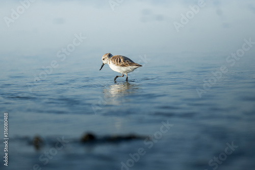 Spoon-billed Sandpiper and shorebirds at the Inner Gulf of Thailand.Very rare and critically endangered species of the world,walking and foraging in water with morning light photo