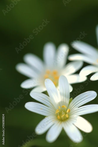 Spring flowers.  White delicate flowers close-up in the sun. Spring season.Spring nature background.