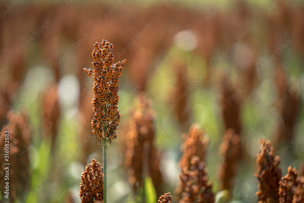Sorghum grains growing in fields ready for harvest.