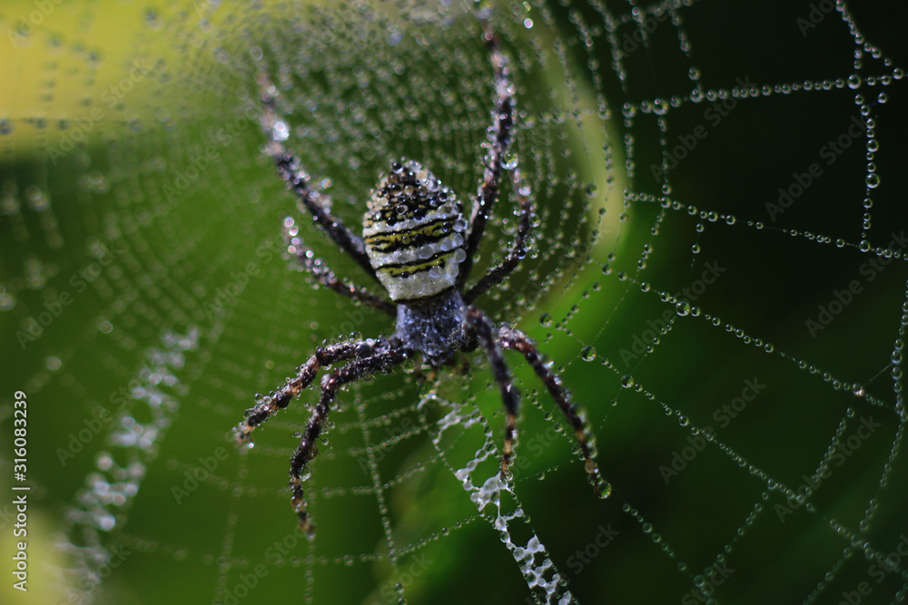 close-up photo of a Argiope spider on a blurred background close-up photo of a Argiope spider on a blurred background