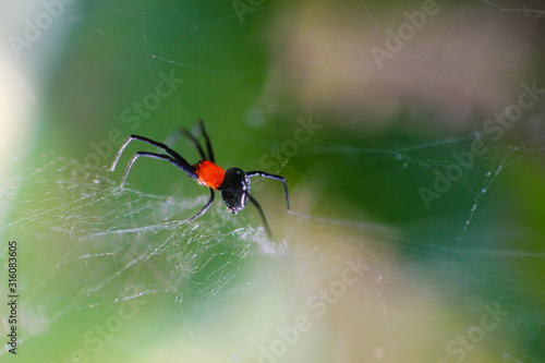 close-up photo of a black-red spider on a blurred background
