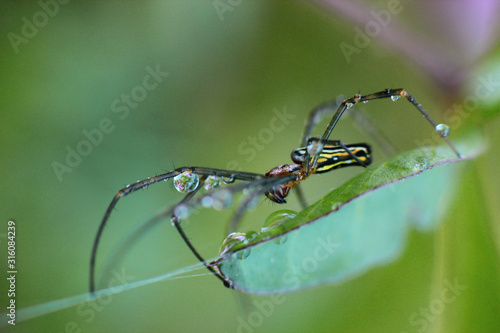 close-up photo of a long-legged spider with a blurred background