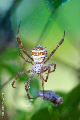 close-up of a striped spider that has caught a fly