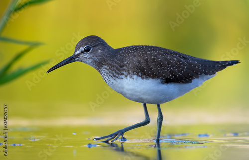 Adult Green Sandpiper walks in yellow water in late summer evening