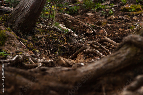 Carnage on the forest floor