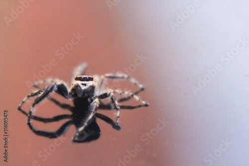 close up photo of a spider on a dusty glass