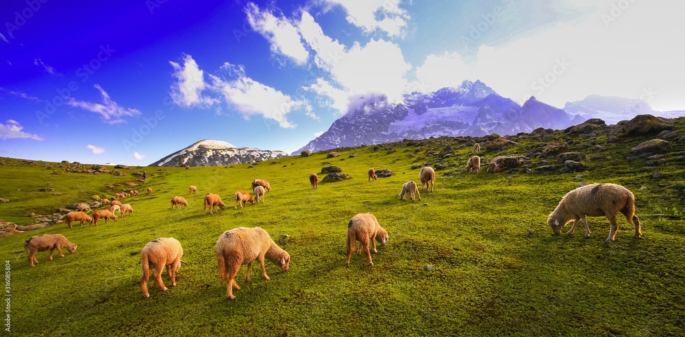 Beautiful mountain view with snow of Sonamarg, Jammu and Kashmir state, India Beautiful mountain view with snow of Sonamarg, Jammu and Kashmir state, India