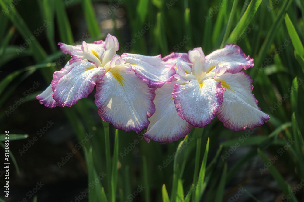 Fototapeta premium ショウブ