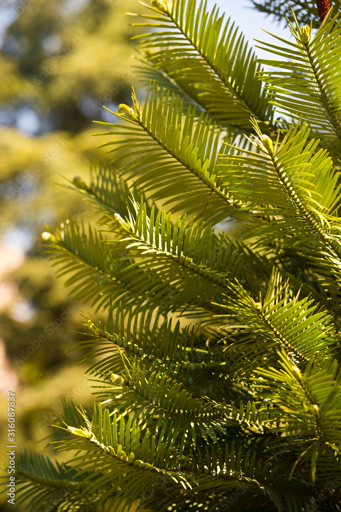 Wollemia nobilis. Bright green plants in park Wollemia nobilis. Bright green plants in park