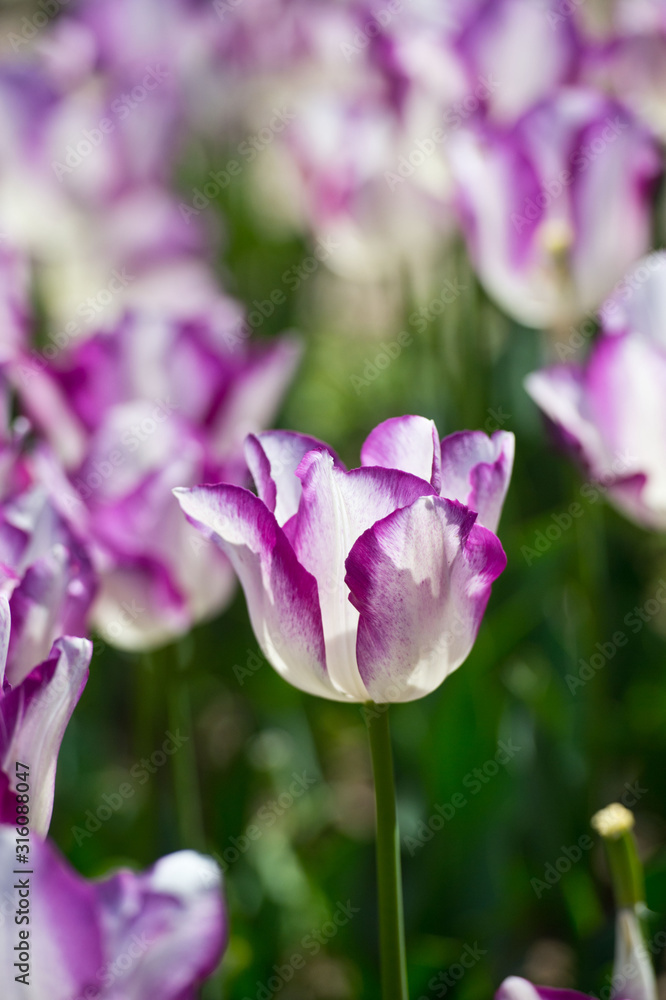 Amazing white and pink tulip flowers blooming in a tulip field, against the background of blurry tulip flowers in the sunny light. Variety Affair. Amazing white and pink tulip flowers blooming in a tulip field, against the background of blurry tulip flowers in the sunny light. Variety Affair.