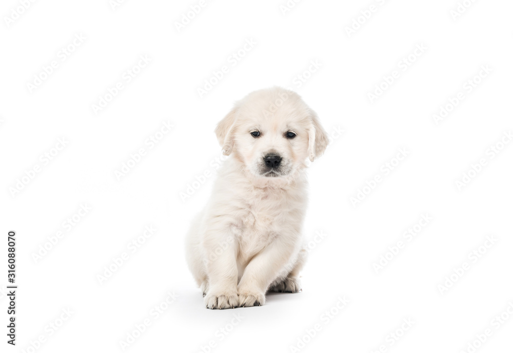 Golden retriever puppy sitting isolated