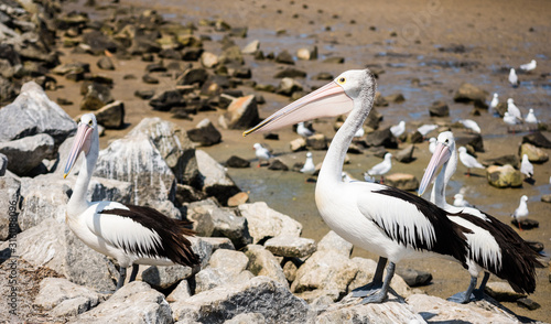 Three cool pelicans together with seagulls at the beach of Tooradin Jetty in Australia photo