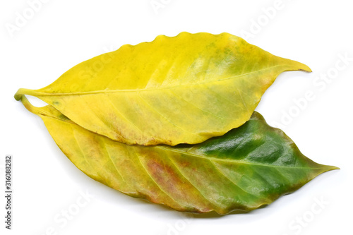 Coffee yellow leaves on white background.