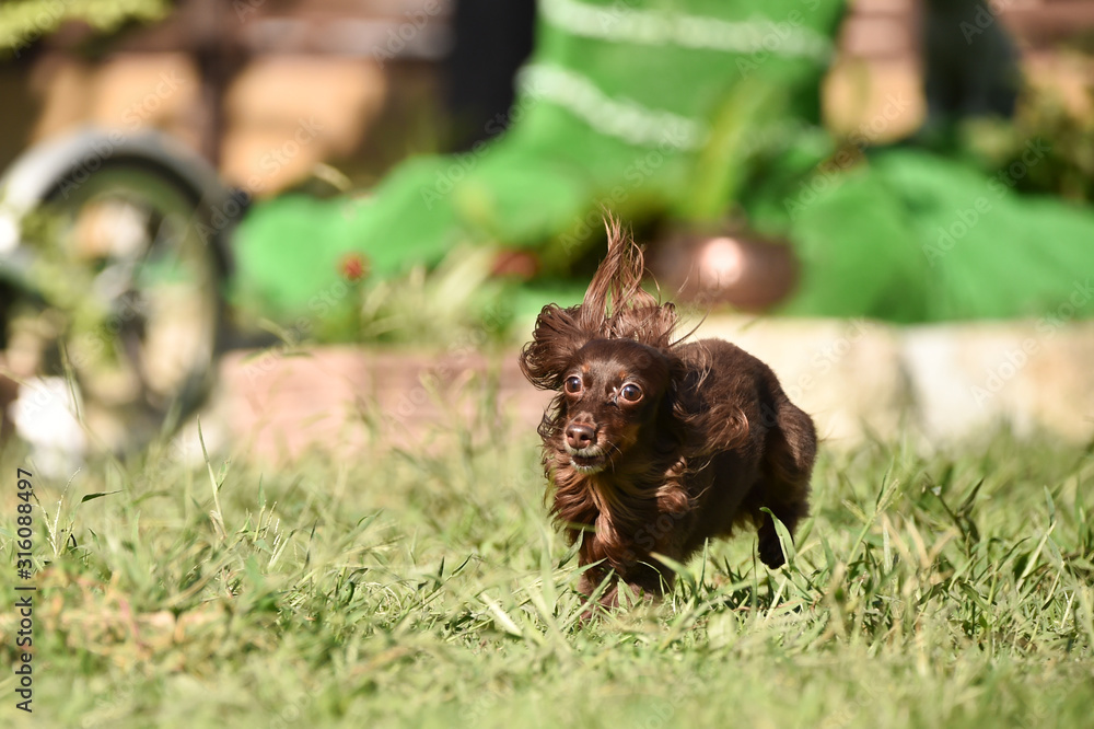 Obraz premium ダックスフンド