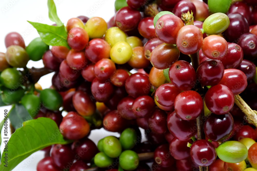 Coffee berries on branch on white background.