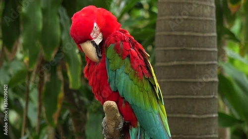 Scarlet Macaw Colorful Parrot Bird