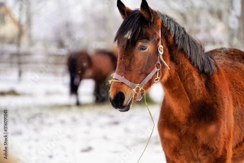 portrait of a horse in winter © Morten H