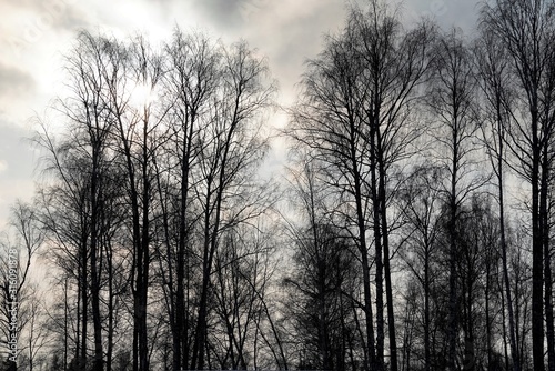 birch trees in winter evening