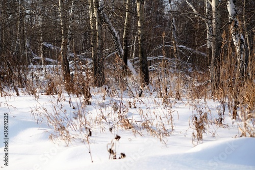 birch forest in snowy winter