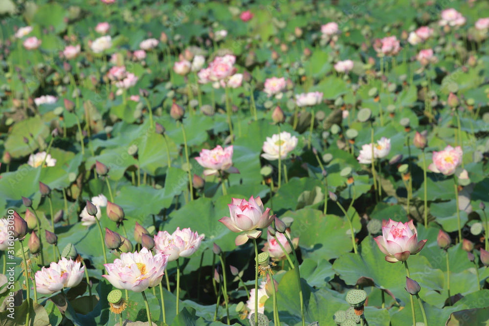 Peony Lotus flowers and buds,many beautiful pink with white peony lotus flowers blooming in the pond in summer