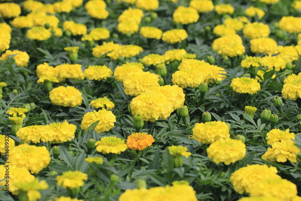 Chrysanthemum flowers and buds,many beautiful yellow flowers and buds blooming in the garden Chrysanthemum flowers and buds,many beautiful yellow flowers and buds blooming in the garden