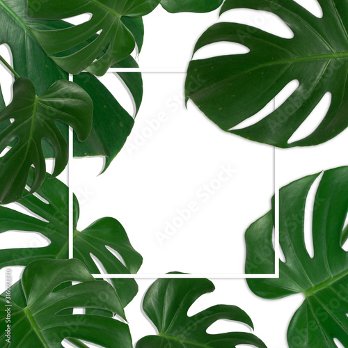 Monstera leaves layout. flat square frame on white background , copy space for poster, sale advertisement, banner, card, wedding invitation