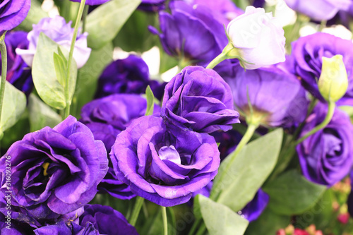 Purple roses close-up beautiful purple with blue roses blooming in the garden in spring 