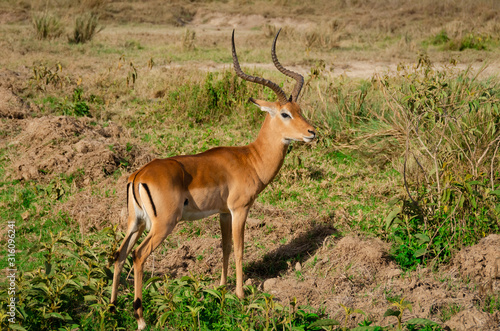Kenya, Africa, Safari, Sunny day, antelope with beautiful horns in the meadow.