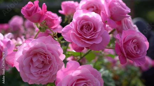 Rose bud. Beautiful rose plant in a sunny and windy day; 4K viedo