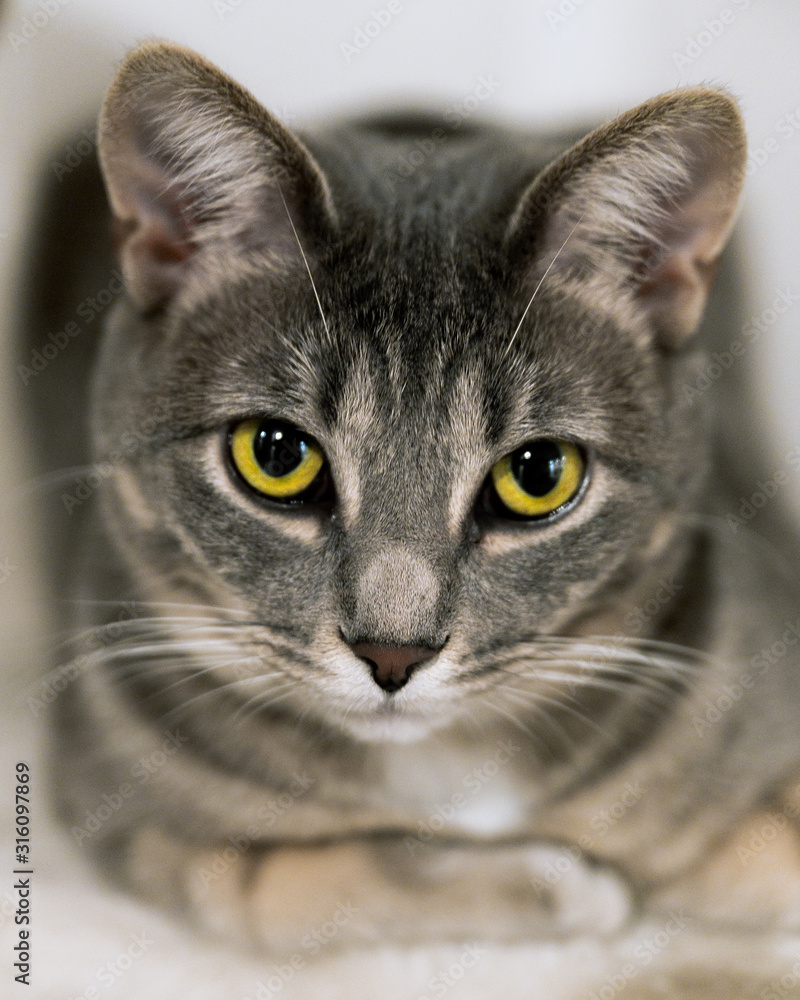 Closeup of grey cat with bright yellow eyes