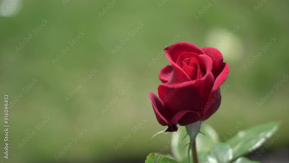 Rose bud. Beautiful rose plant in a sunny and windy day; 4K viedo Rose bud. Beautiful rose plant in a sunny and windy day; 4K viedo