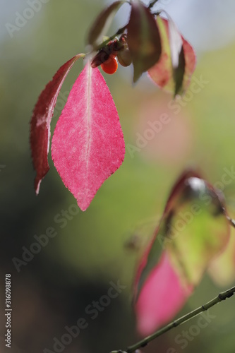 Euonymus europaeus. Shrub with a rich red shade of leaves in autumn, leaf close-up. © Aleksandr