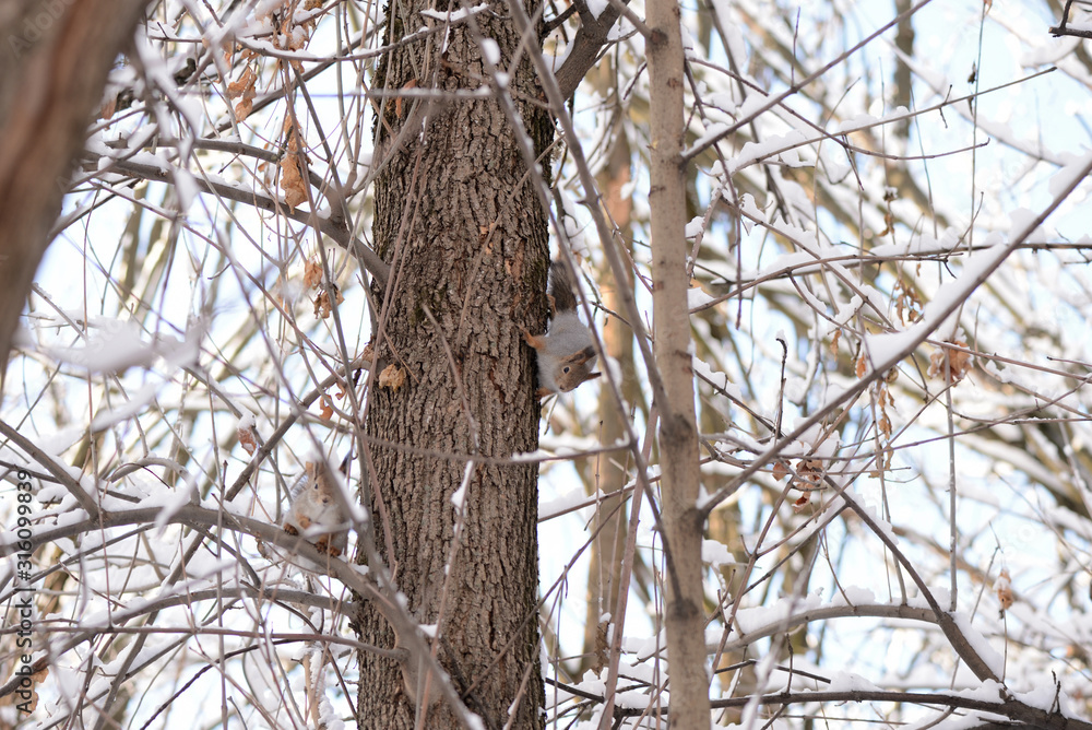 Cute squirrels on a tree in the winter forest Cute squirrels on a tree in the winter forest