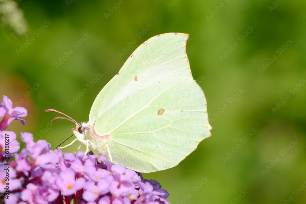 Yellow Butterfly on flower in the nature Yellow Butterfly on flower in the nature