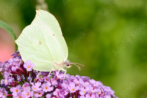 Yellow Butterfly on flower in the nature © Carola Schubbel