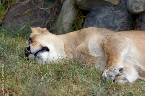 Fototapeta Naklejka Na Ścianę i Meble -  lioness is sleeping