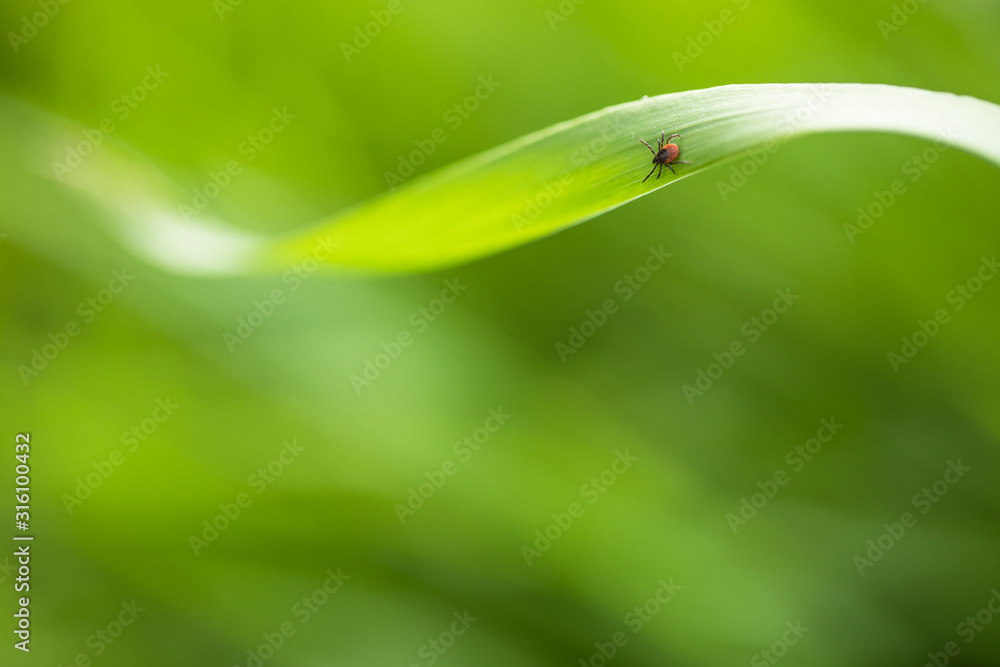 Tick (Ixodes ricinus) waiting for its victim on a grass blade - parasite potentionally carrying dangerous diseases Tick (Ixodes ricinus) waiting for its victim on a grass blade - parasite potentionally carrying dangerous diseases