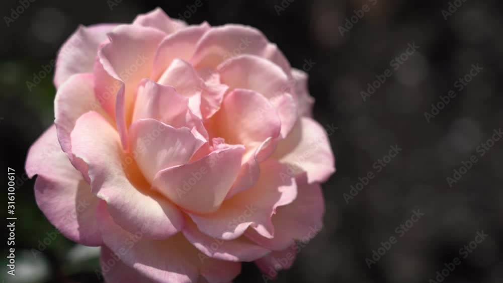 Rose bud. Beautiful rose plant in a sunny and windy day; 4K viedo Rose bud. Beautiful rose plant in a sunny and windy day; 4K viedo