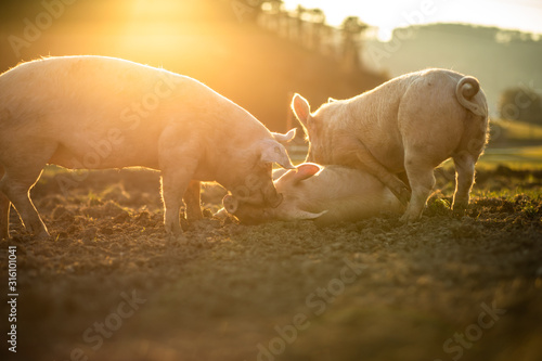 Canvas Print Pigs eating on a meadow in an organic meat farm