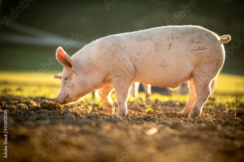 Fotótapéta Pigs eating on a meadow in an organic meat farm