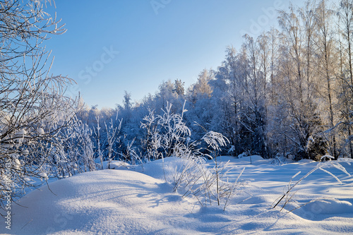 Winter landscape with forest and field in a sunny day