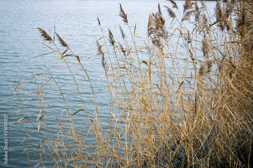 reeds on the bank