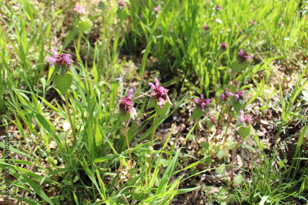 lilac flowers of the orchid family blossomed in the spring in Crimea lilac flowers of the orchid family blossomed in the spring in Crimea