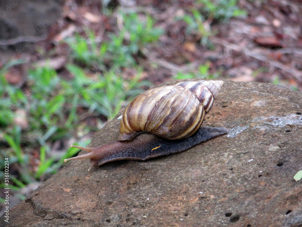 snail on a white stone overgrown with moss snail on a white stone overgrown with moss