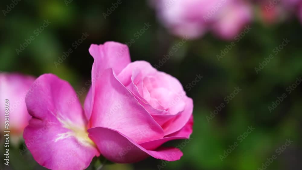 Rose bud. Beautiful rose plant in a sunny and windy day; 4K viedo Rose bud. Beautiful rose plant in a sunny and windy day; 4K viedo