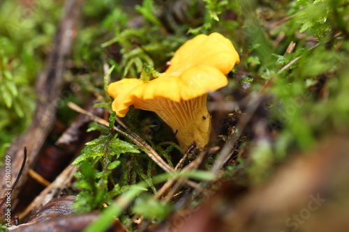 Poisonous mushrooms chanterelle agarics grow from a rotten tree natural background