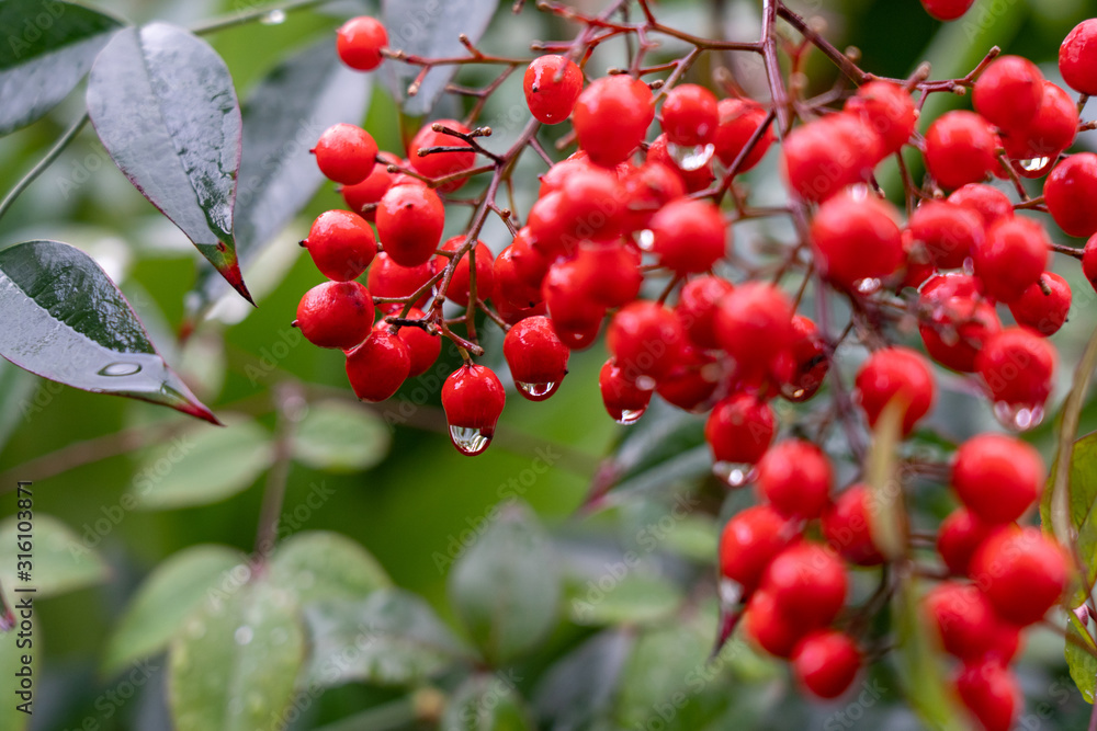 Nandina Nandina